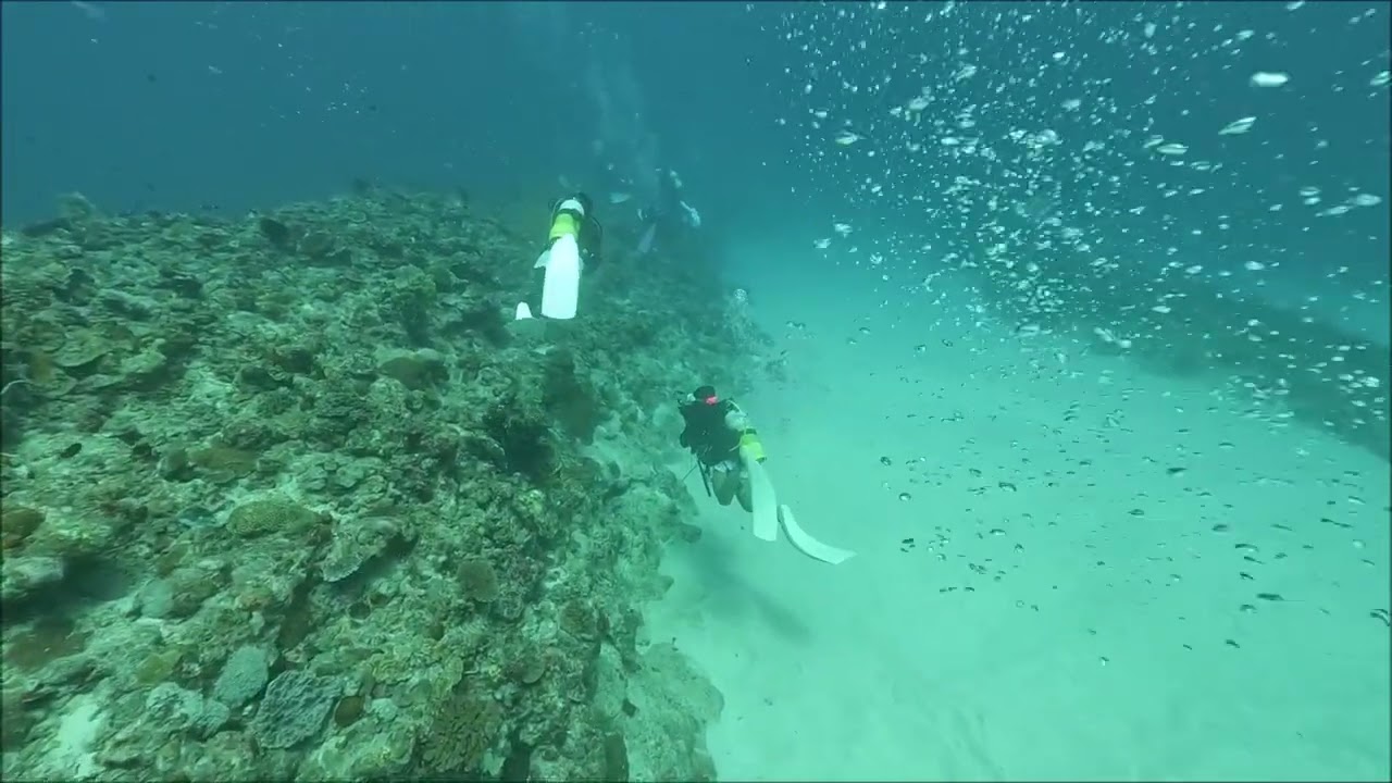 22歳娘と潜る野原曽根マンタ1枚