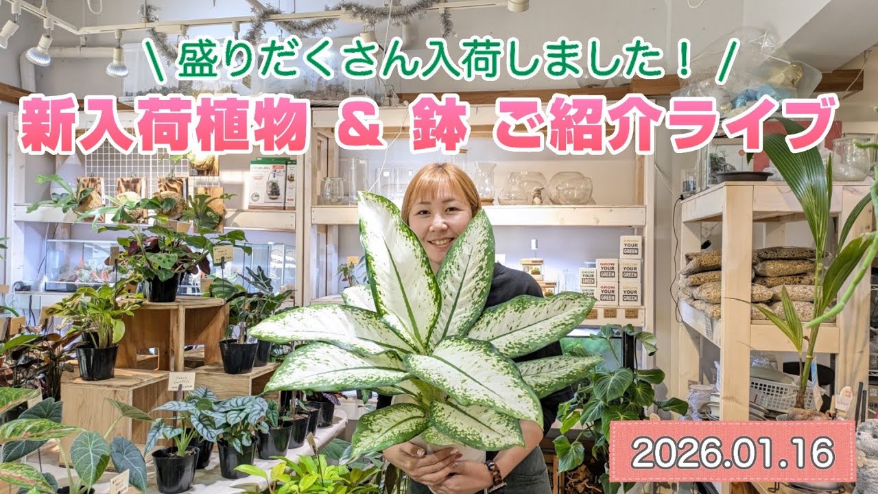 【新入荷植物＆鉢ご紹介ライブ】2026.01.16