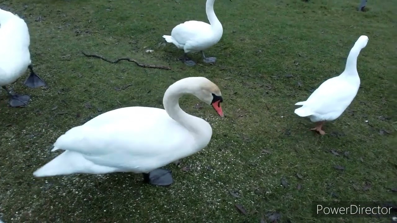 goosey goos&egrave;y porridge oats gander , midden raiding crow
