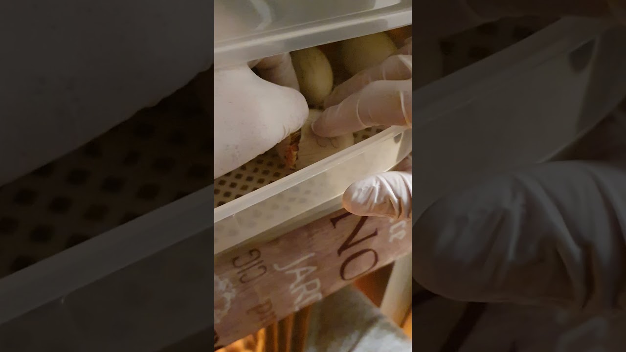 ⚠🐣⚠️ Aiutare un pulcino durante la schiusa. SOS BALUT #shorts #viral #animal #world