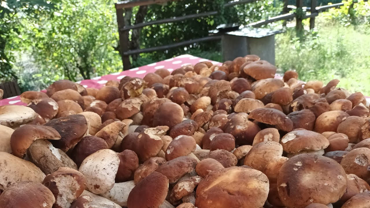 Bellissimi funghi porcini raccolti nel parco dei cento laghi - settembre 2024
