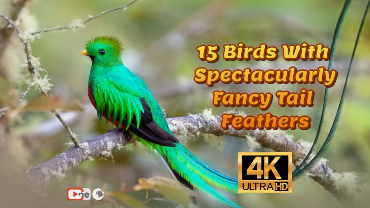 Spectacularly Fancy Tail Feather birds 4K