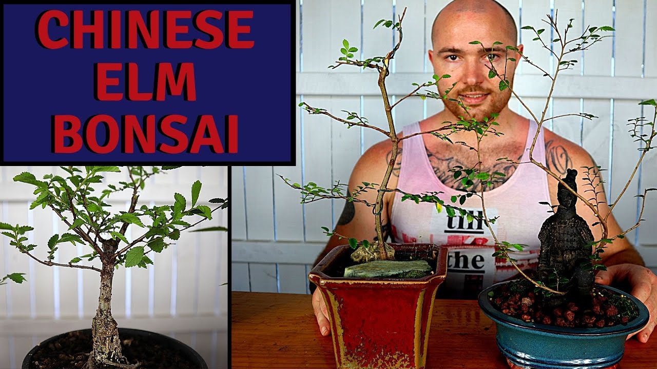 Pruning and root pruning Chinese Elm Bonsai | Bonsai For Beginners