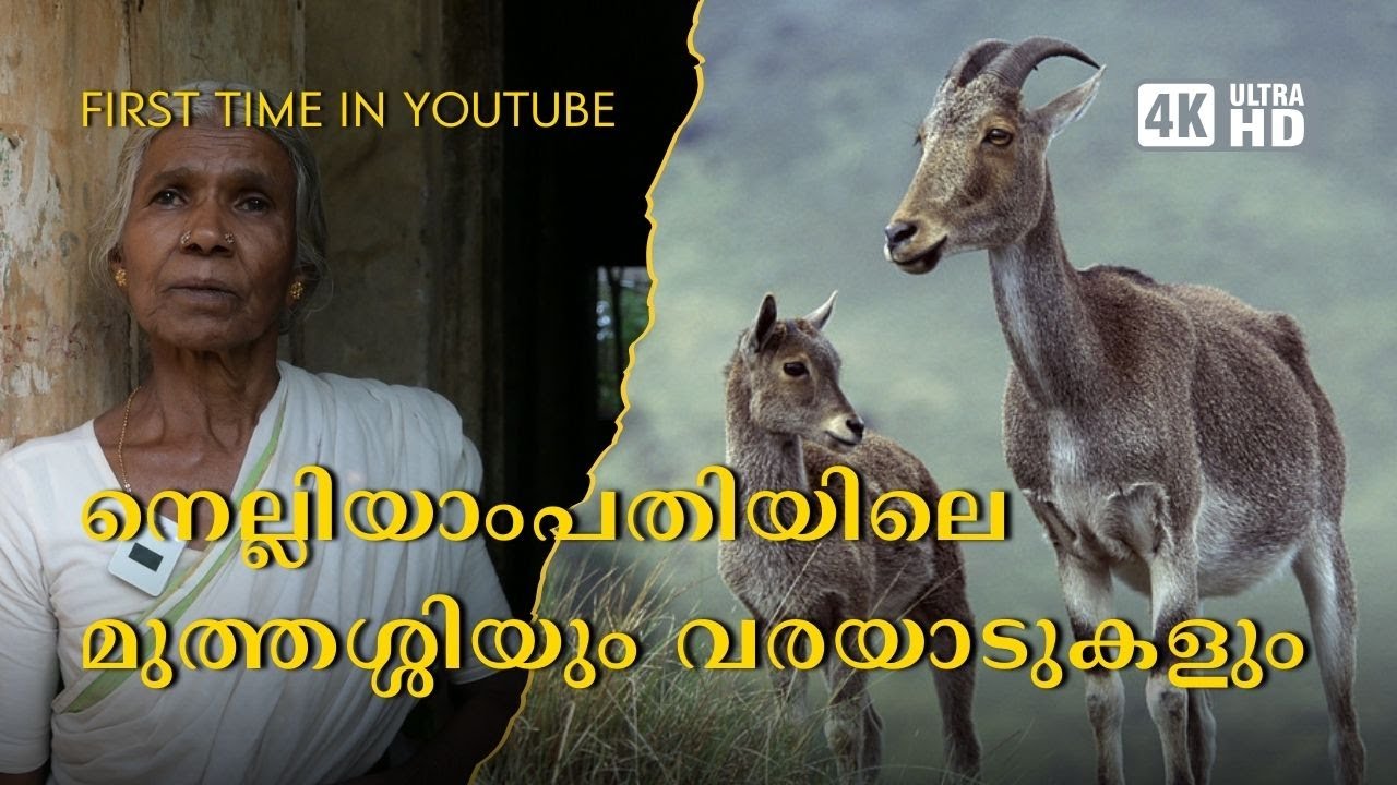 Nelliyampathy, 4K UHD @trippingvibes