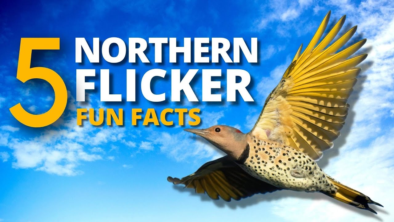 5 Interesting and Fun Facts About the Unusual Northern Flicker