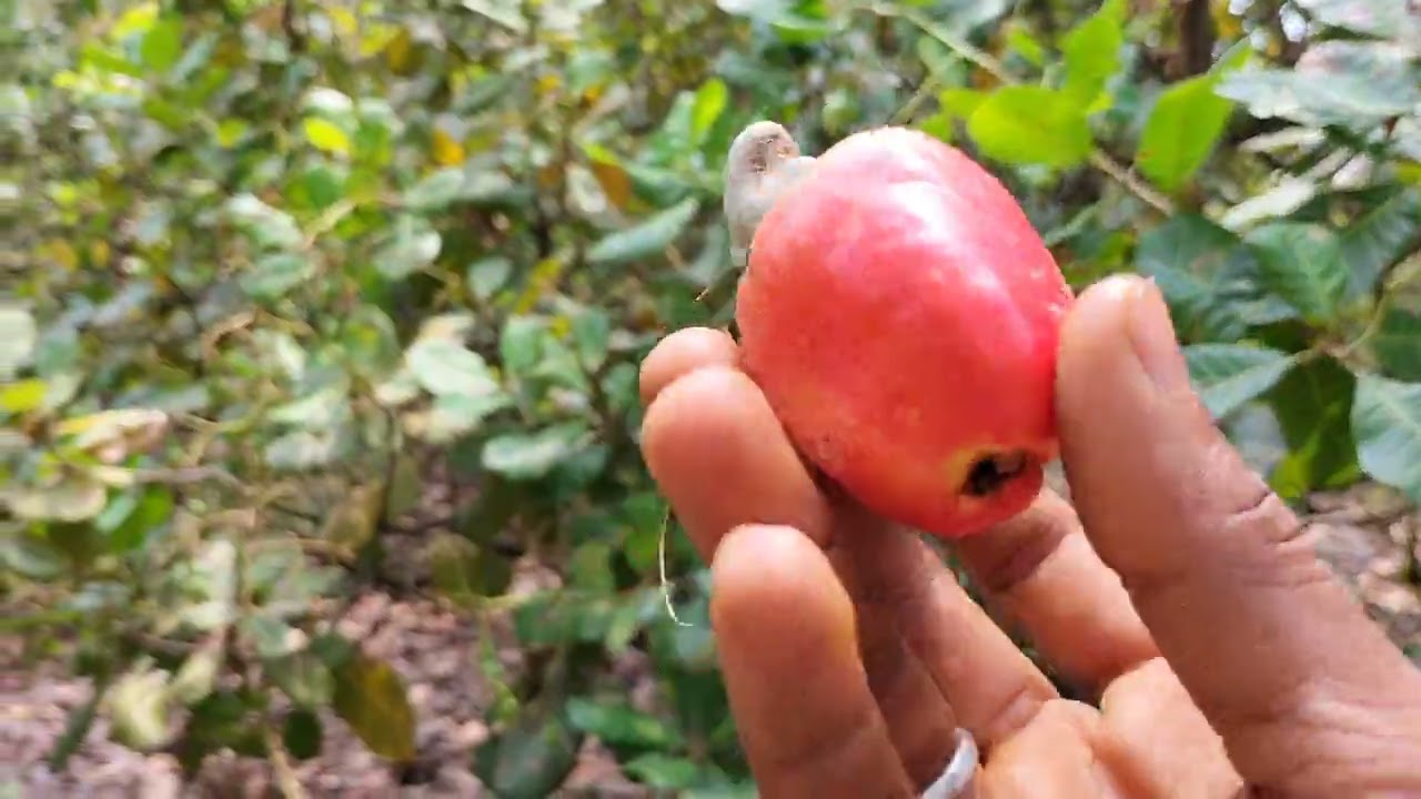 Indian Farmer Ki Cashew Farm#Akshaya Vlogs