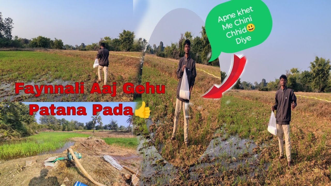 Aaj Ham Apne Gehu Ko pataya Lekin Bahut Hi Maja Aaya #Subhash Md vlogs 🔥