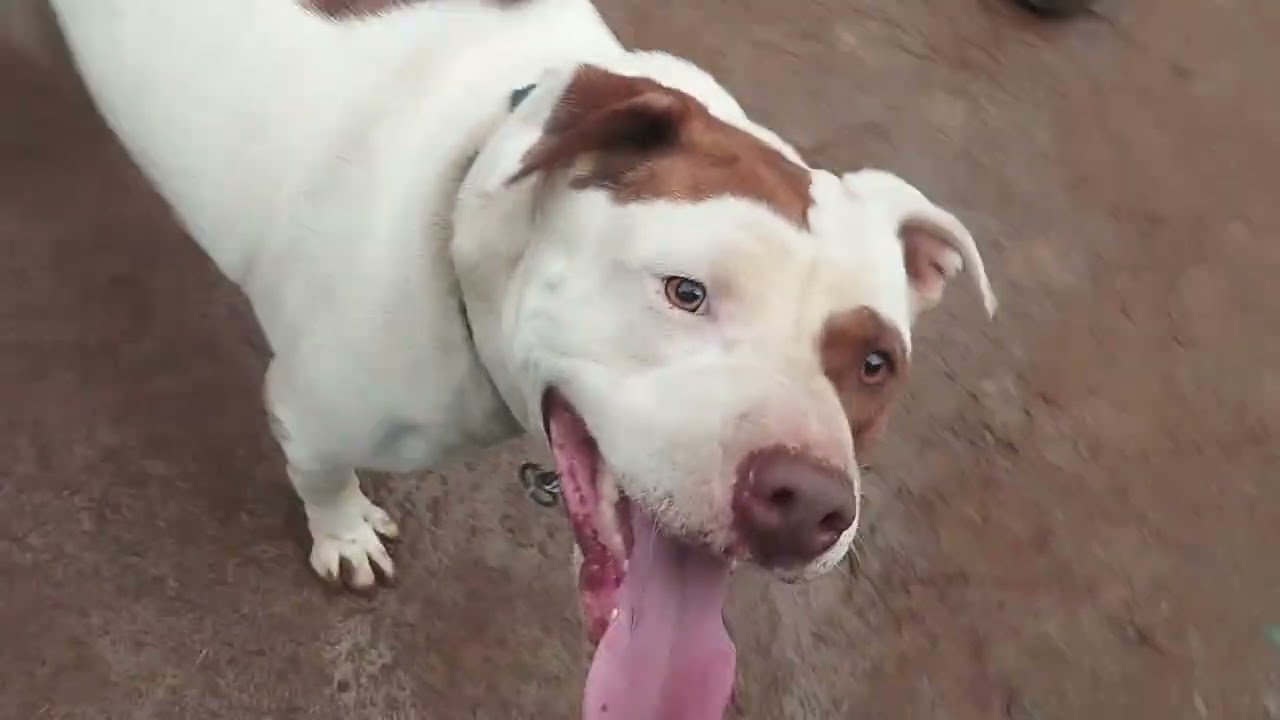 Brincadeira com os Pitbull 