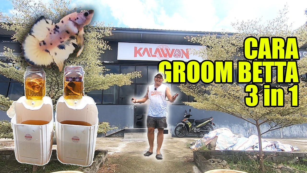 Betta Grooming (Colour, Size & Mental)