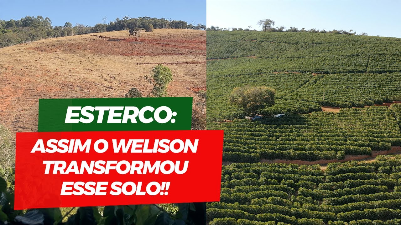 O trabalho do Welison para corrigir um solo pobre e produzir café | No Pé do Café