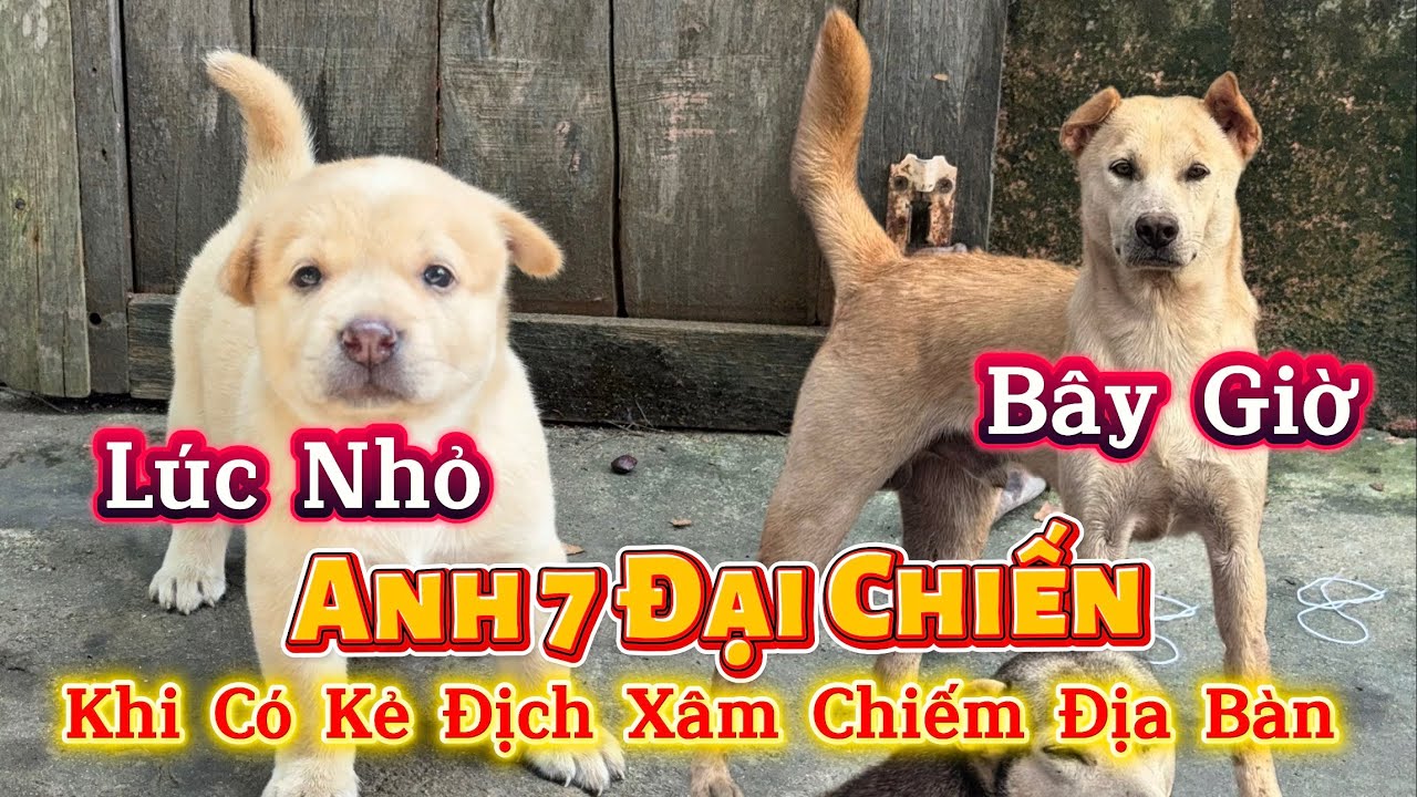 Kẻ Địch Bên Sông Bất Ngờ Tấn Công Xâm Chiếm Địa Bàn Đúng Lúc Vện Không Có Ở Nhà - Ai Sẽ Bảo Vện Bầy