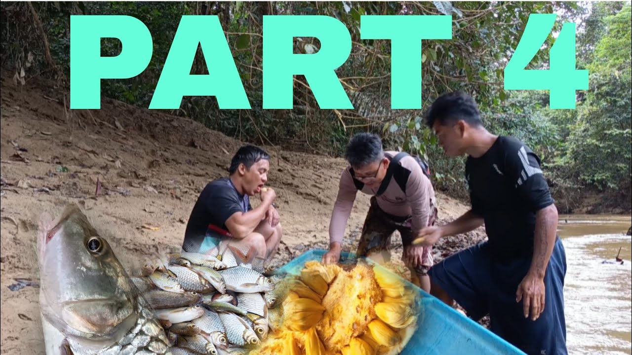 BALIK MEMBURU JUMPA SETENGAH BIJI BUAH CEMPEDAK SUDAH DIMAKAN BINATANG
