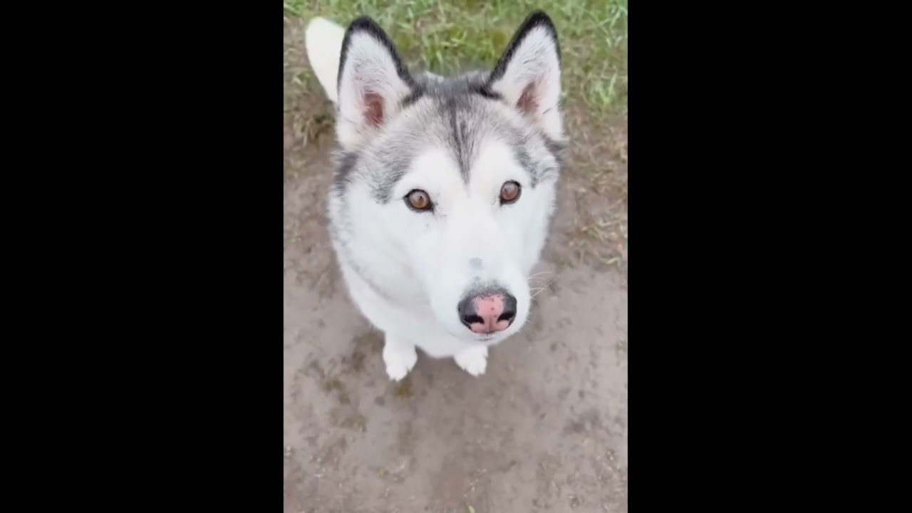 Still do you want husky?🥰🤩🤣🐕🦴