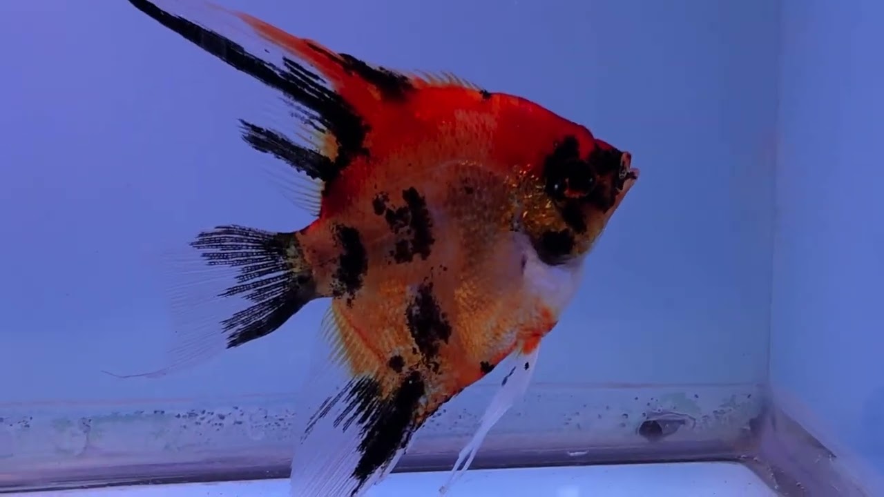 Adult male Koi Angelfish Deep Color 500