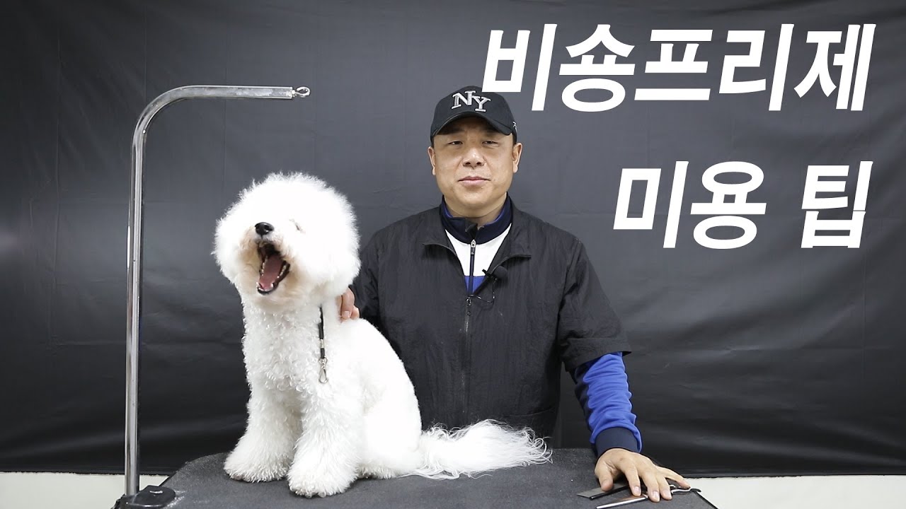 007 #수원애견미용학원 - 비숑프리제 미용 팁