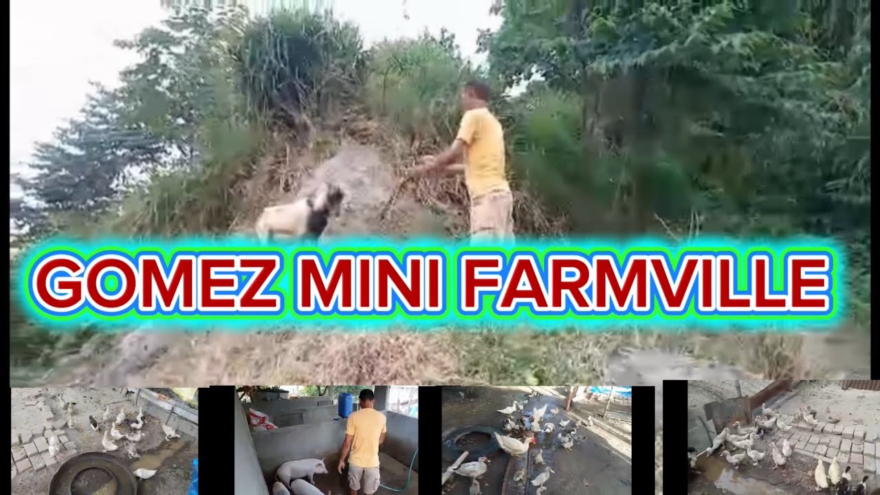 Daily vlog Ep 0031# everyday routine# GOMEZz mini FarmVille 