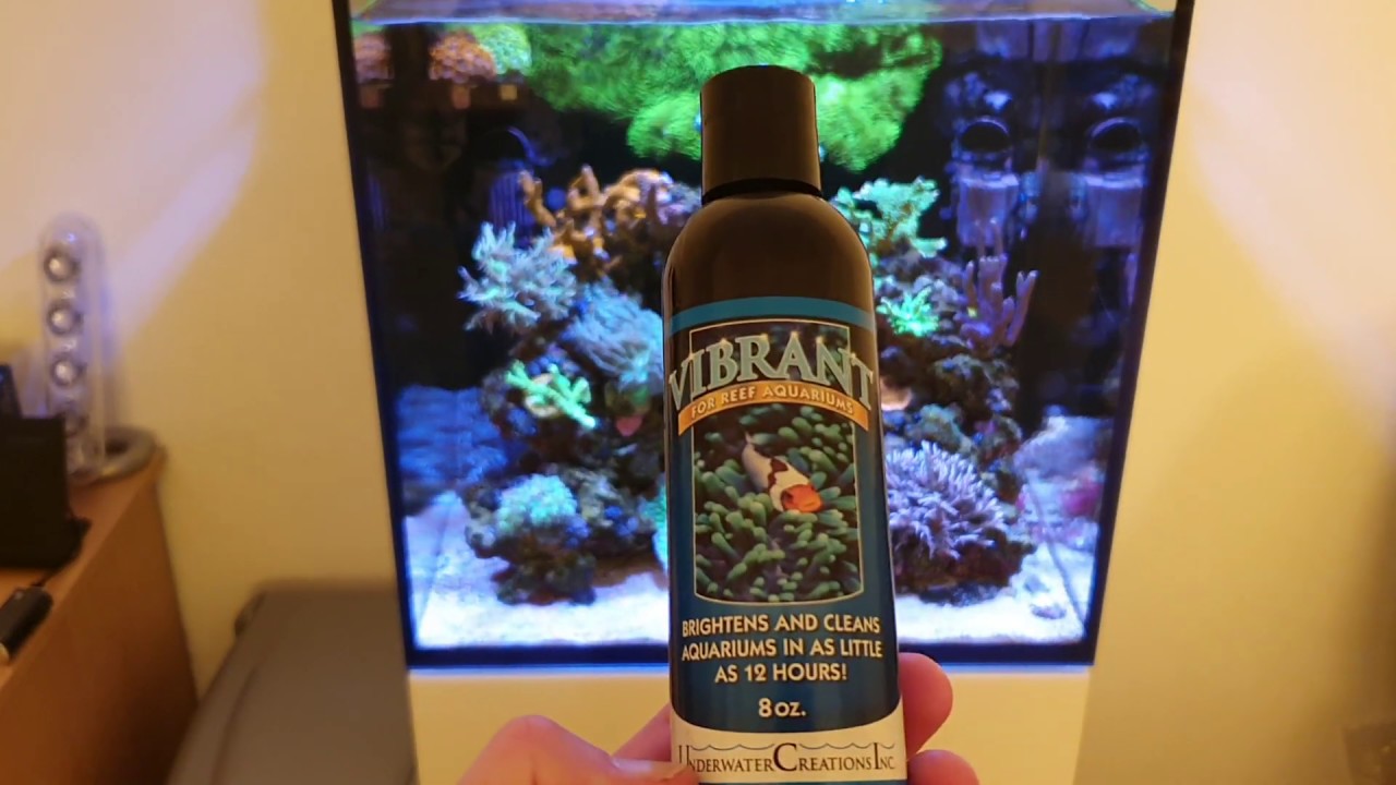 Reef Tank - Bubble Algae Solution? VIBRANT - WEEK 1.