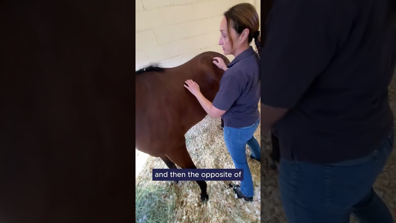 A morning with a Veterinary Physiotherapist #Careers #thoroughbred #horse