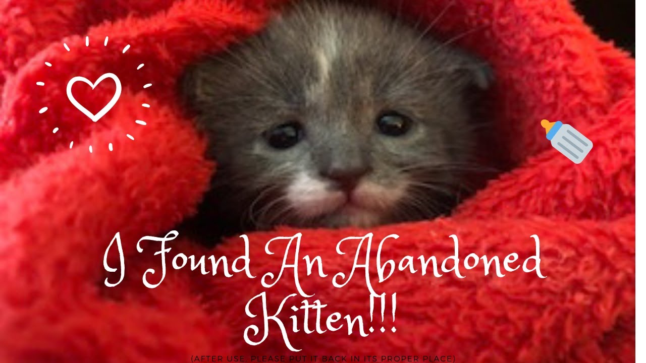 I FOUND AN ABANDONED NEWBORN KITTEN!!!!
