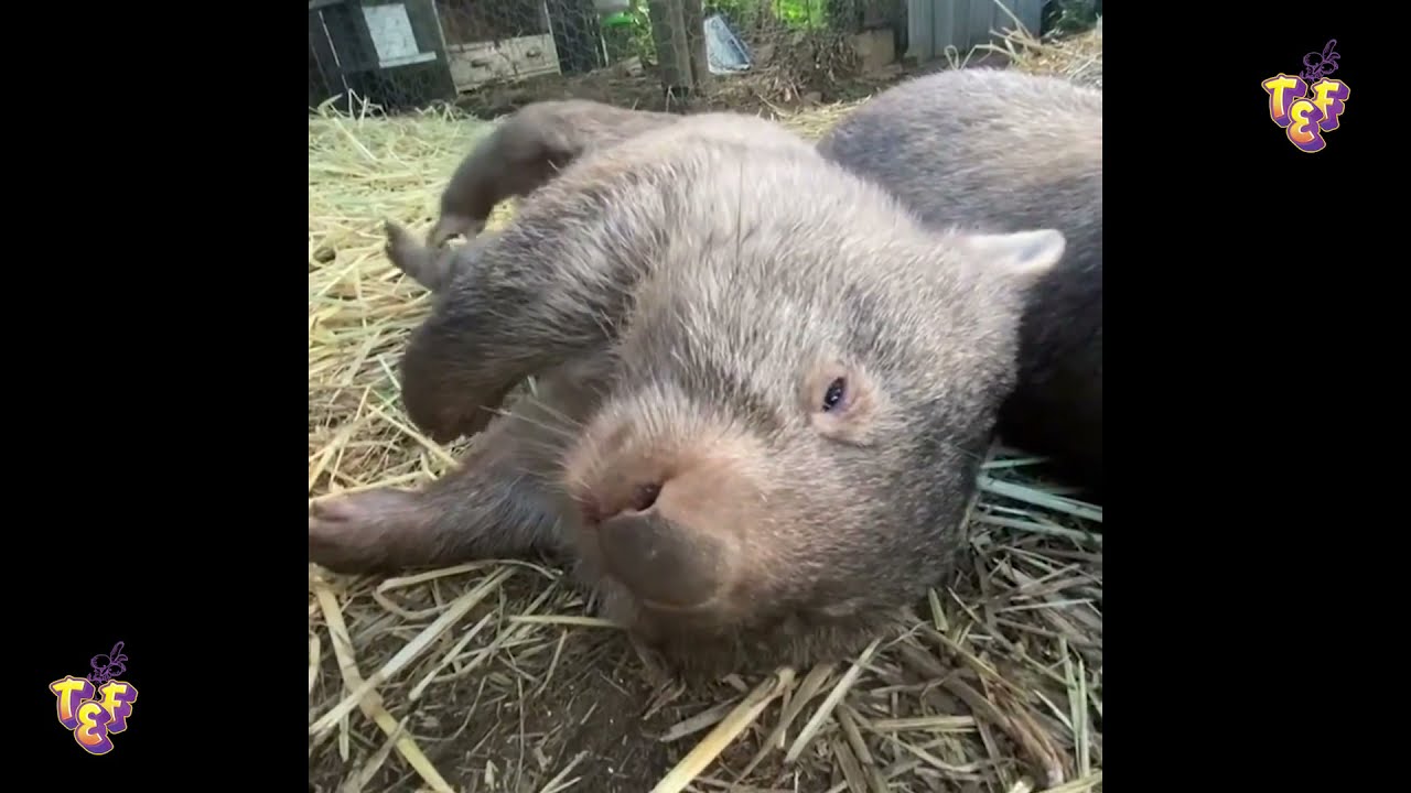 Cute Wombats Compilation 2022 | Funny Wombats | Top Fails Everything | Fails Clips
