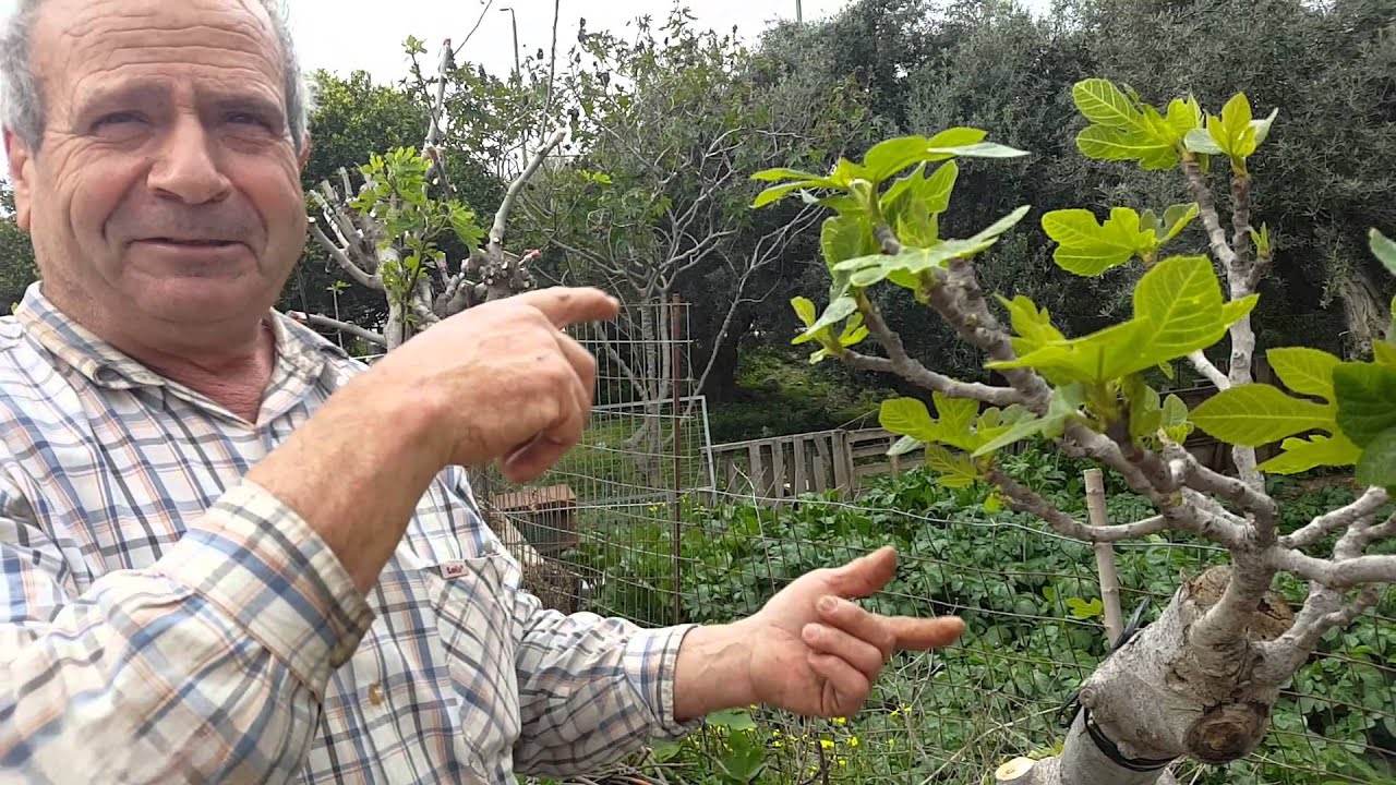 Πως γίνεται το κέντρισμα των δένδρων