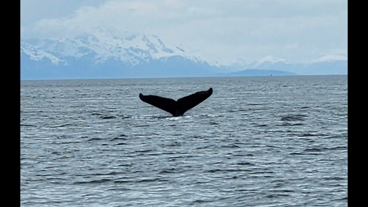 WALES AND ORCAS I SEEN