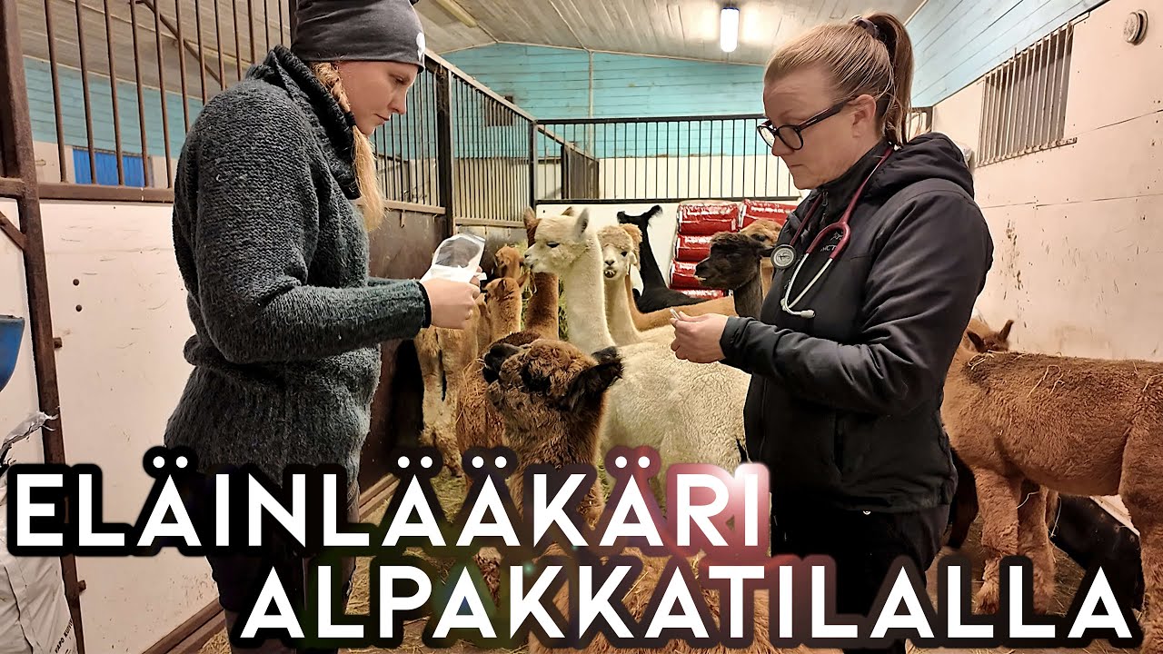 Alpakoille henkkarit ja mikä on Gaian vointi?