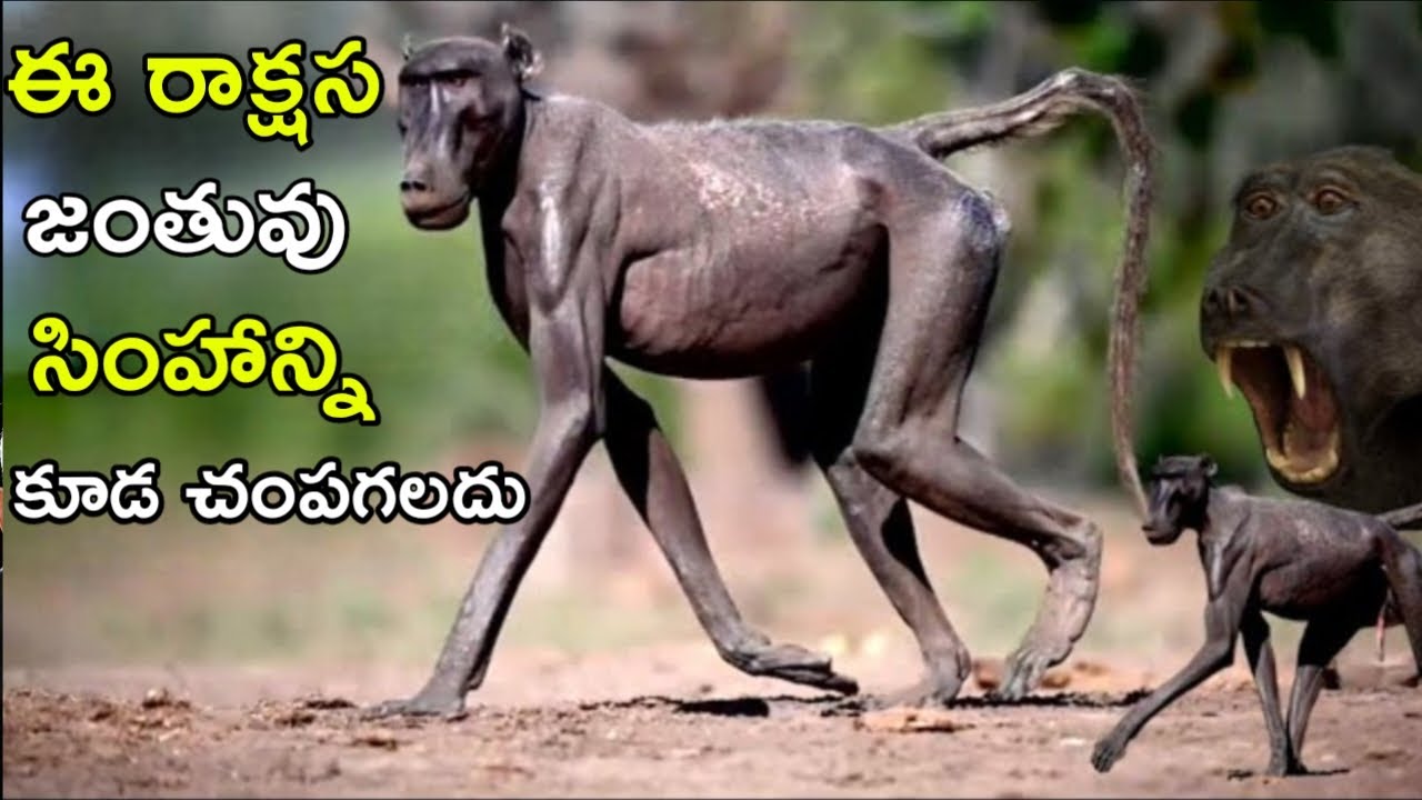 సింహాల కంటే ప్రమాదకరమైన జంతువులు! అవి ఒక్క క్షణంలో సింహాలను చంపగలవు.