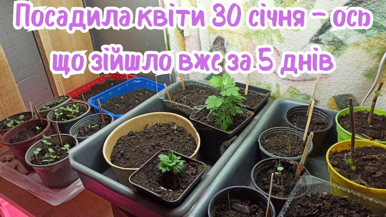 Як виростити квіти з насіння: мій метод і перші сходи