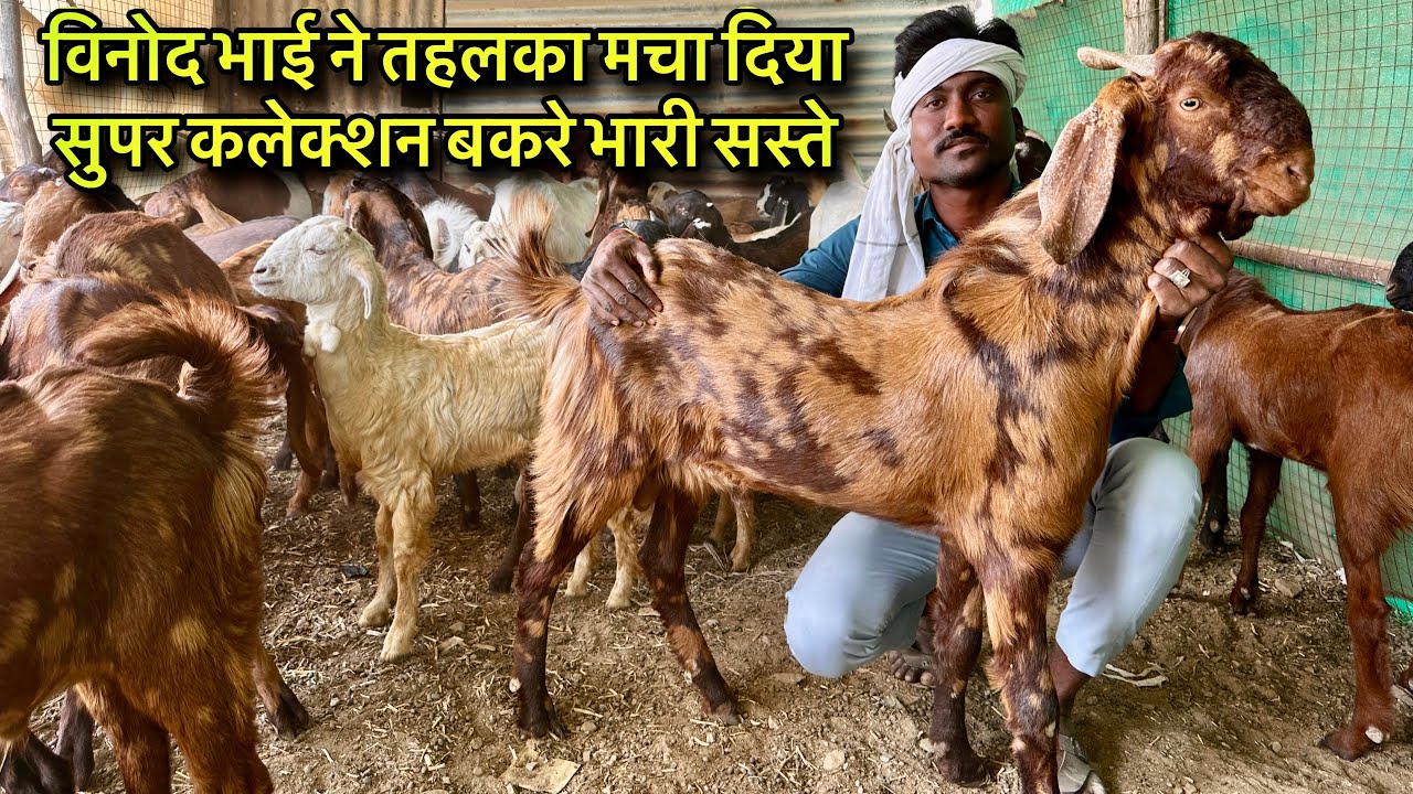 विनोद भाई ने तहलका मचा दिया सुपर कलेक्शन बकरे भारी सस्ते @farmingbaba saste me super quality bakre 