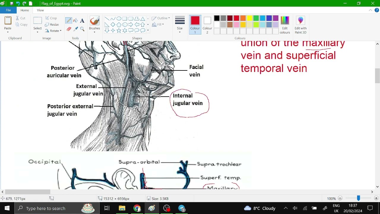 3. Retromandibular vein