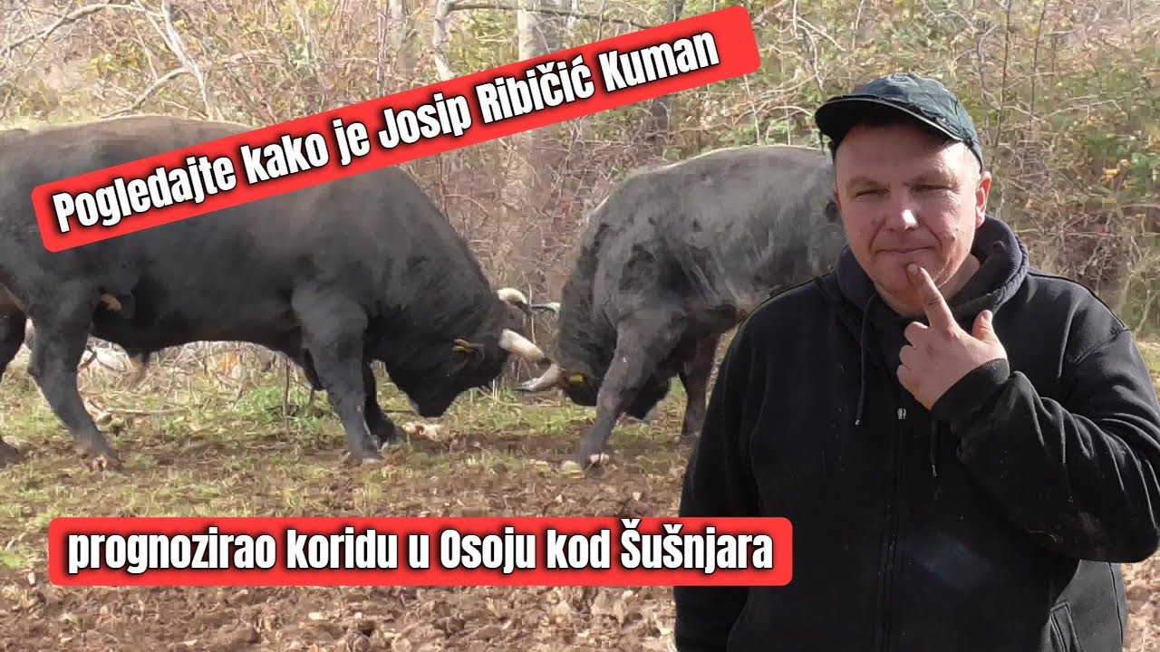 Bikovi bodači Josipa Ribičića Kumana Šestanovac 2023