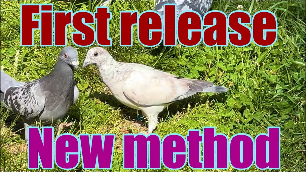 FIRST RELEASE (NEW METHOD)