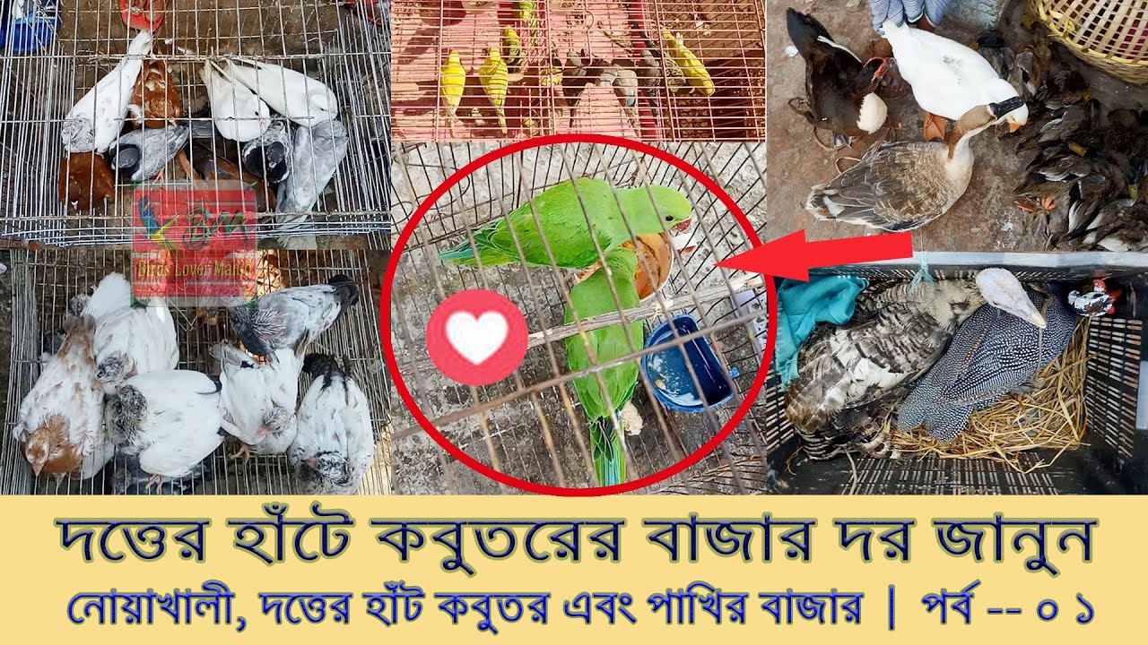 দত্তের হাঁটে কবুতরের বাজার দর জানুন । নোয়াখালী, দত্তের হাঁট কবুতর এবং পাখির বাজার । পর্ব – ০১