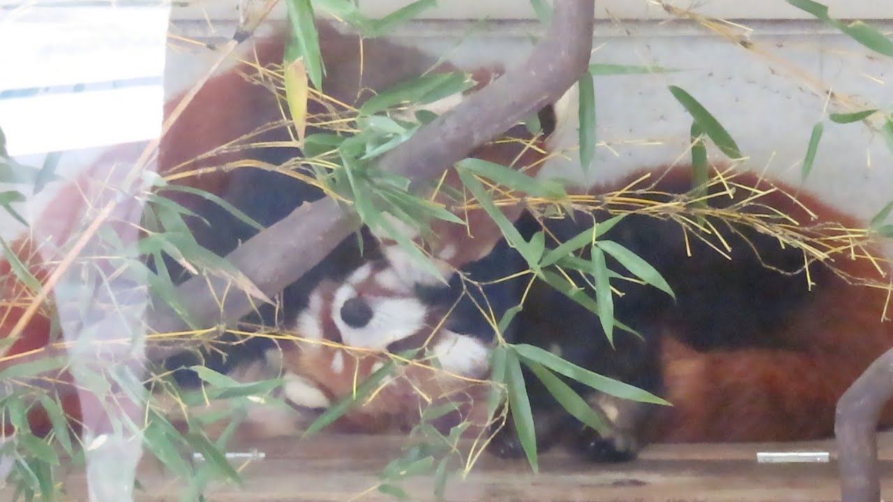 たけのこくんを毛繕いするリーリーちゃん
