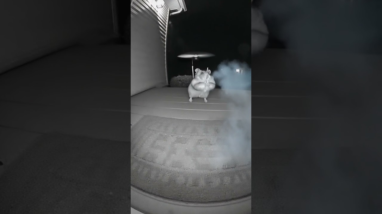 Stuart Little: The Cartoon Mouse That Started a Gang War