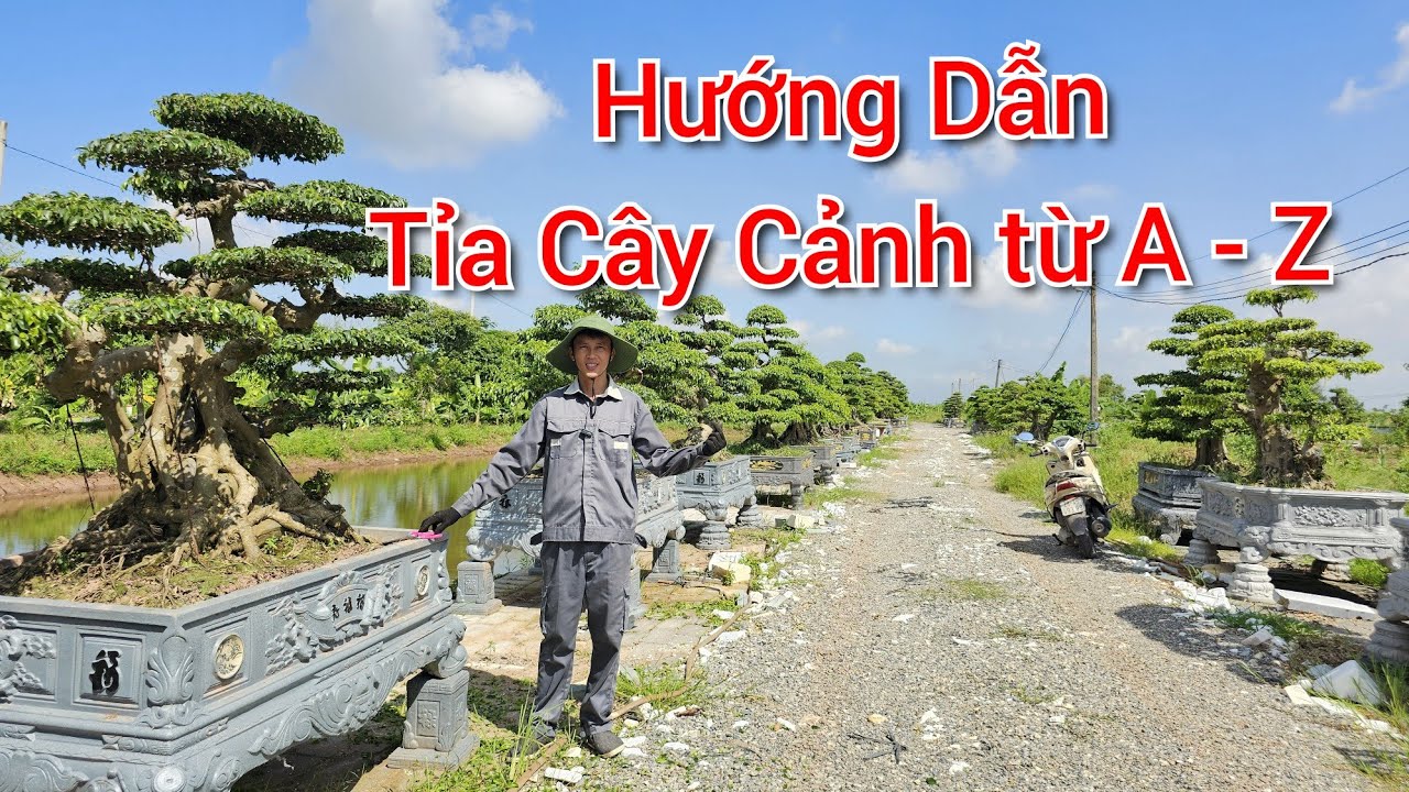 Hướng Dẫn Tỉa Cây Cảnh Từ A - Z - Các bác mới chơi cây nên biết