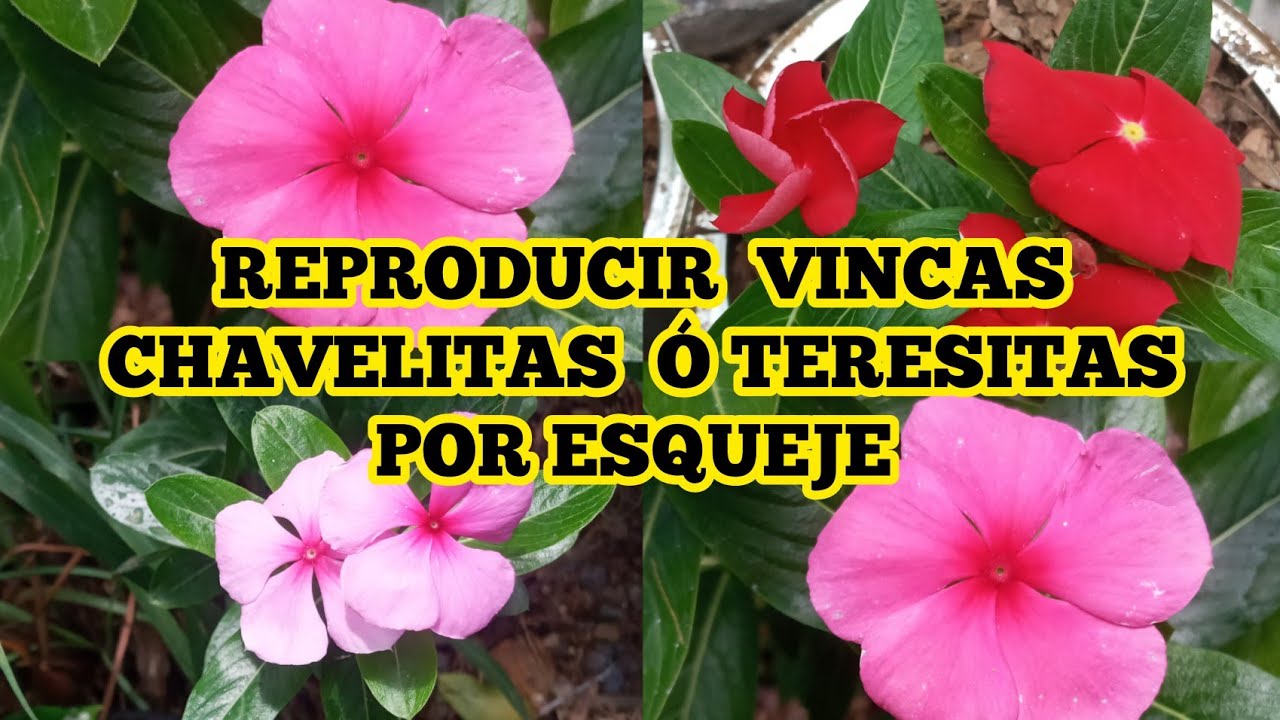 Reproduccion de Vincas o Teresitas  