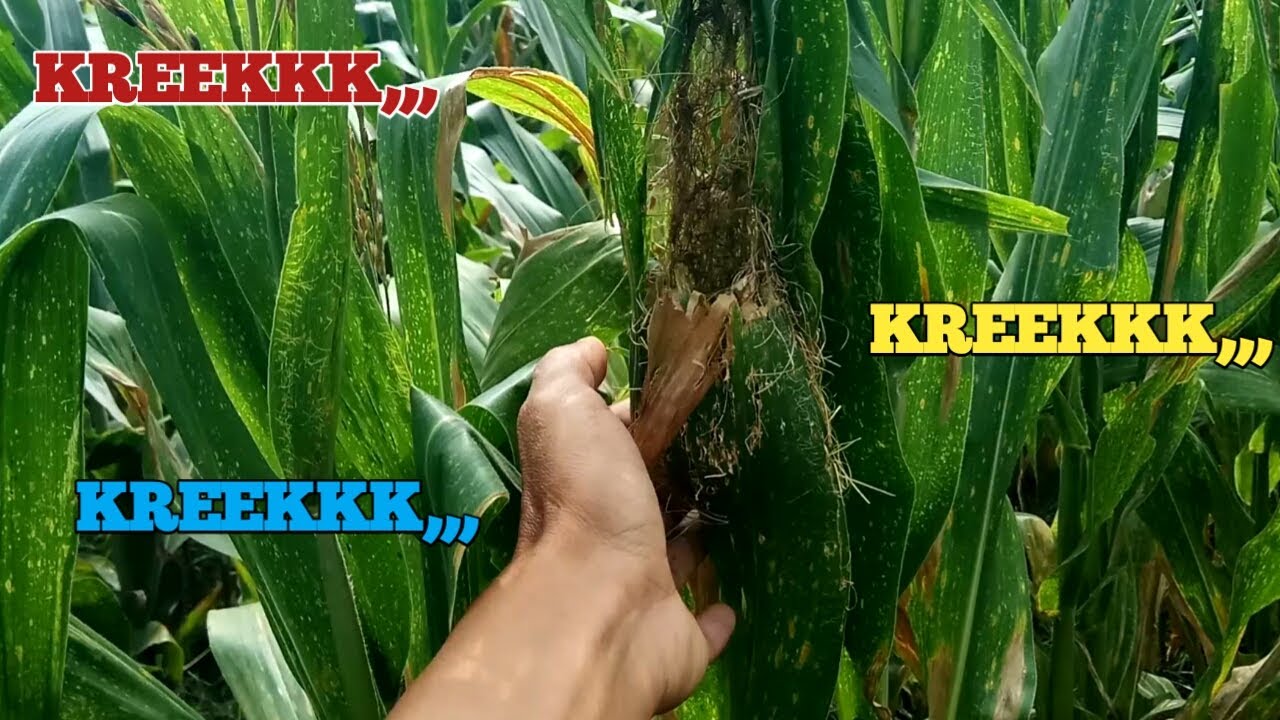 CIRI CIRI INDUKAN CIBLEK SAWAH DI ALAM LIAR ADA ANAKANNYA DAN SIAP DI PANEN