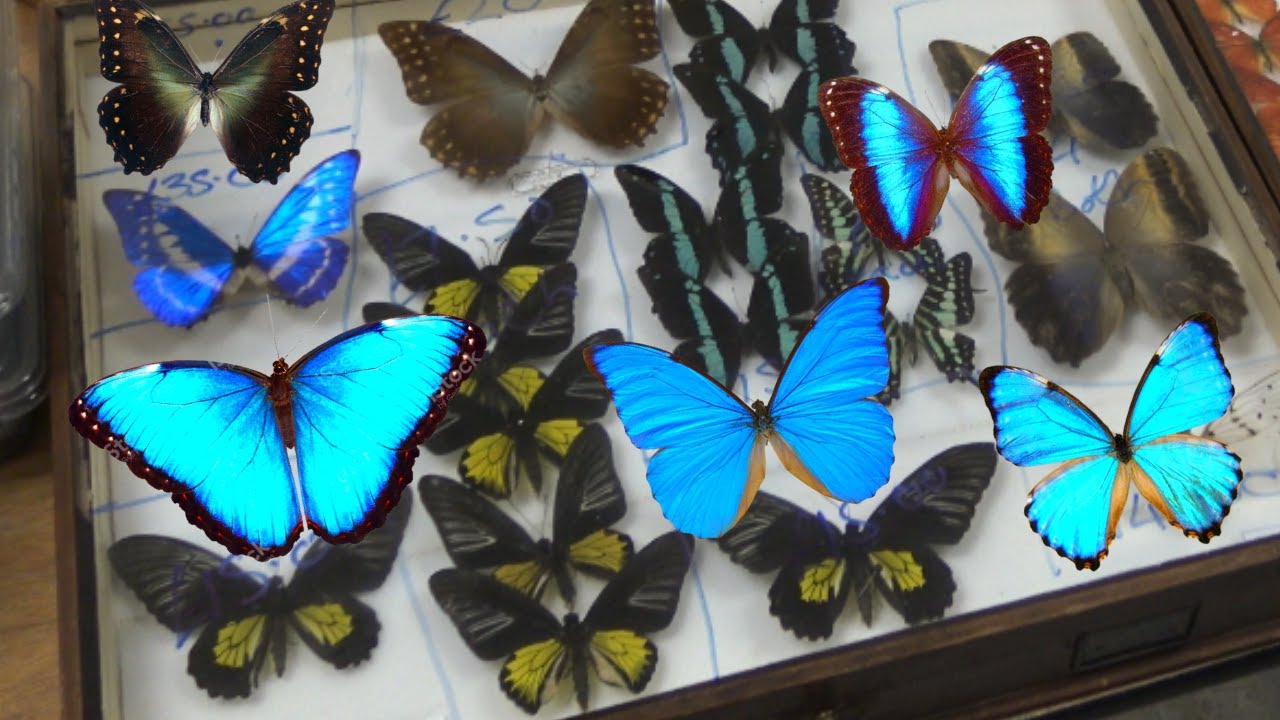 AES Annual Exhibition and Trade Fair / Insect Fair 2022 Impression