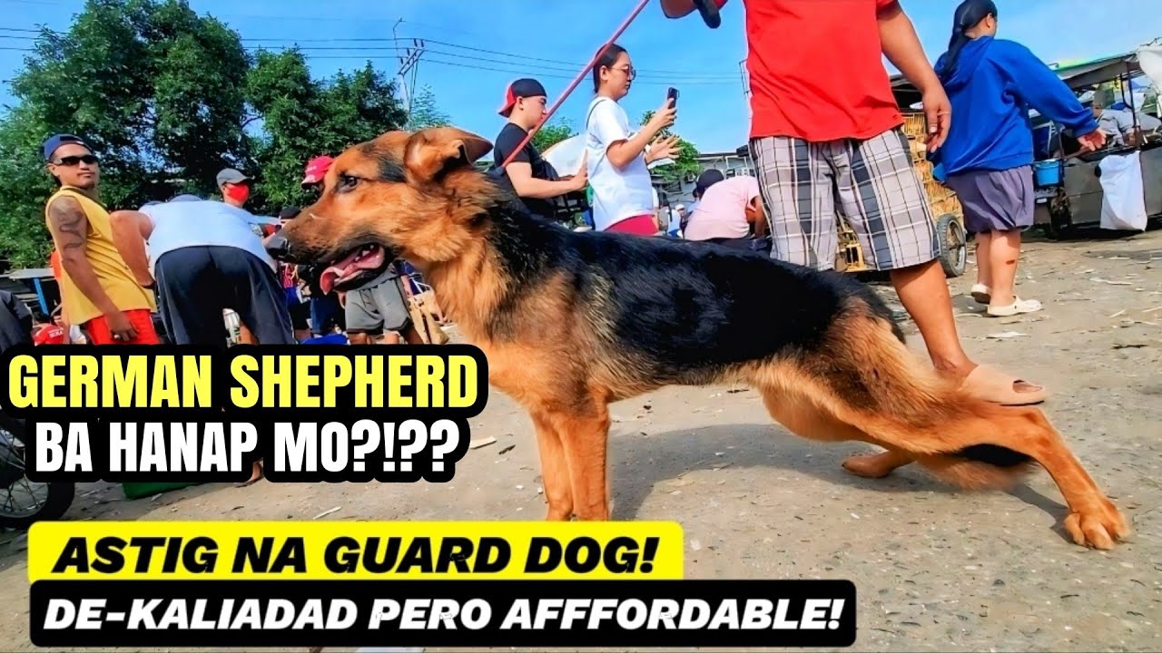 ASTIG NA GUARD | QUALITY PERO AFFORDABLE GERMAN SHEPHERD SA BOCAUE PET MARKET