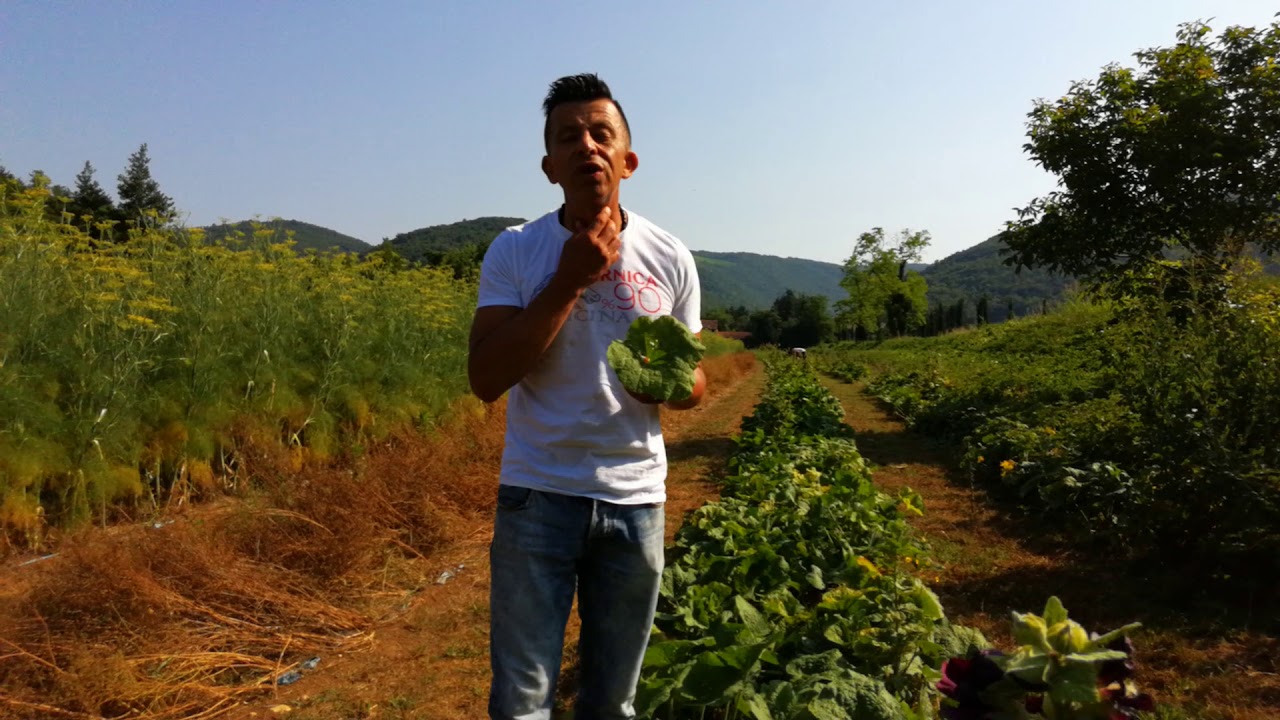 Altea Biologica Dalla Grana Officinalis