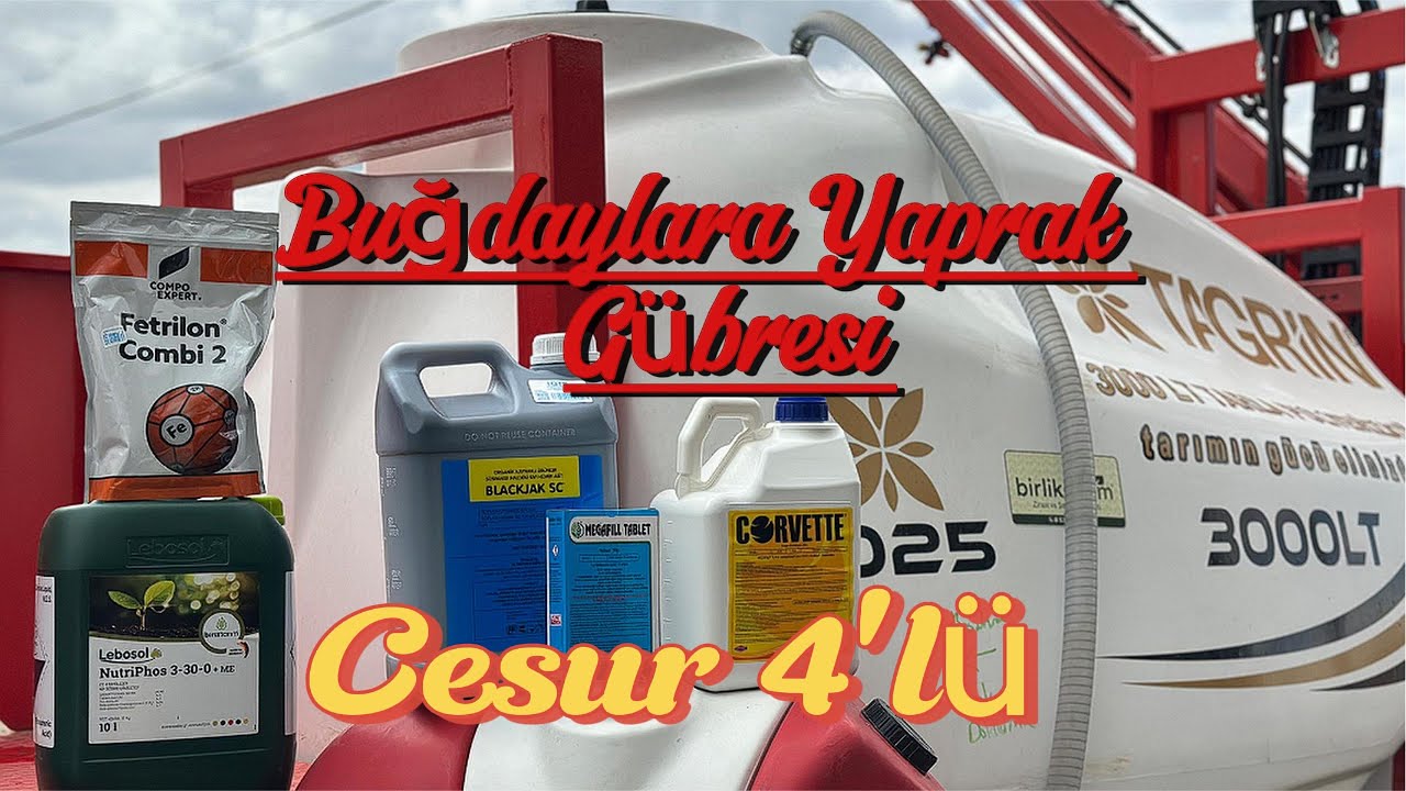 Buğdaylara yaprak gübresi ot ilacı attık yeni bitki besleme gübrelimiz geldi