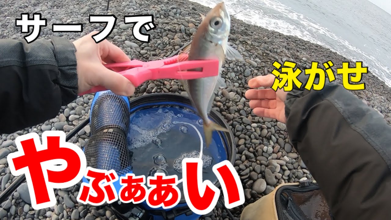 【煙樹ヶ浜】泳がせ釣り(ノマセ)&カゴ釣り