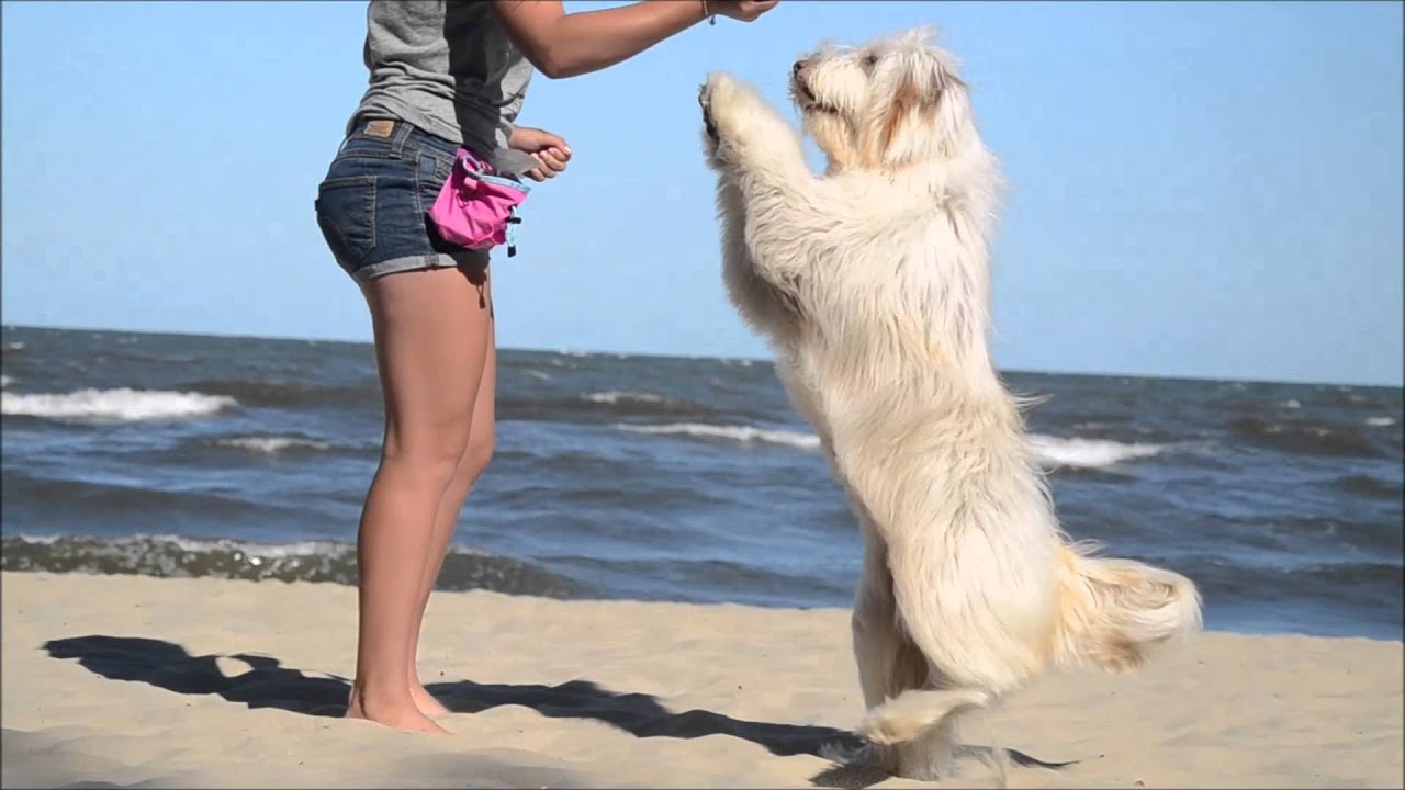 Nala- Bearded Collie 1st birthday