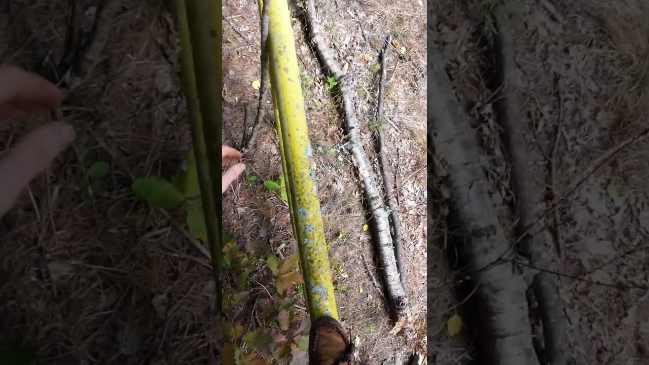 Surprise find in the Forest