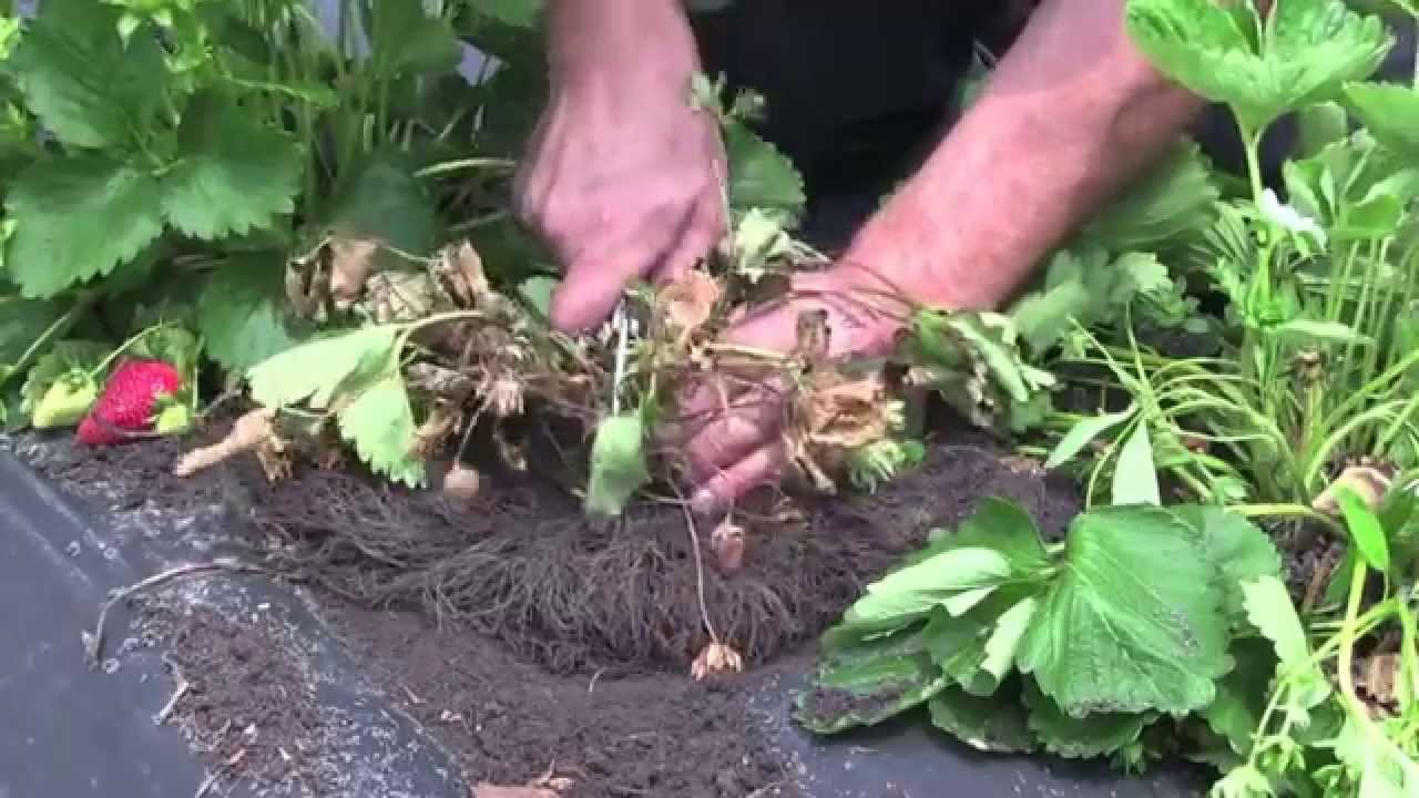 Strawberry Diagnostics: Anthracnose crown rot - advanced symptoms