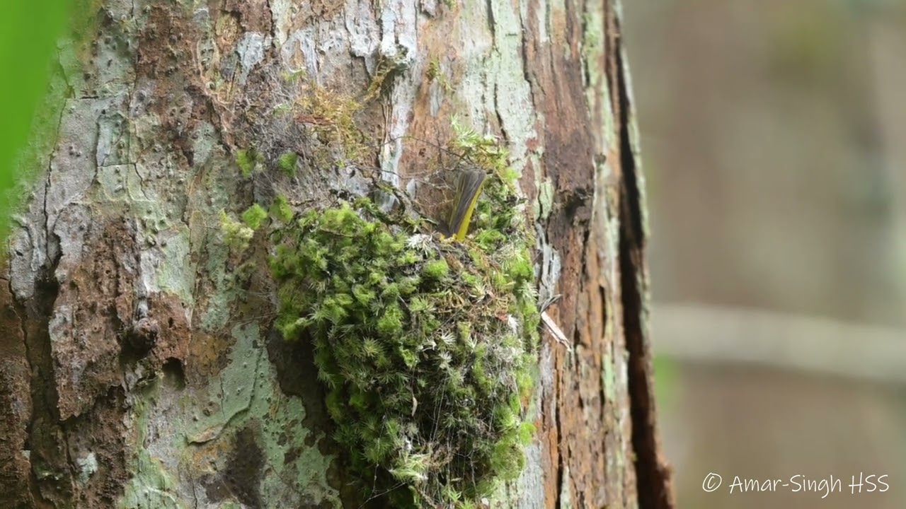Nesting Grey-headed Canary-Flycatcher (Culicicapa ceylonensis)