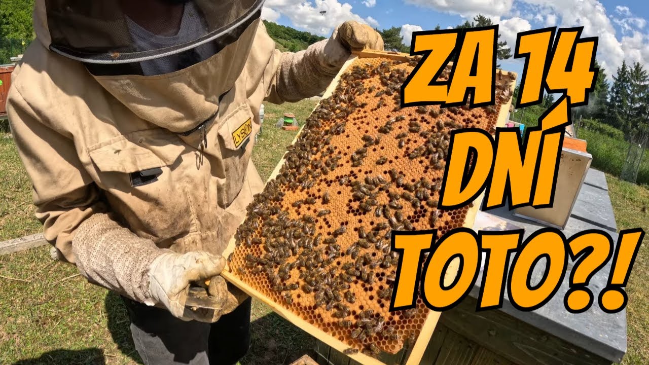 Čo zvládne nová včelia rodina za 2 týždne? Veľa.