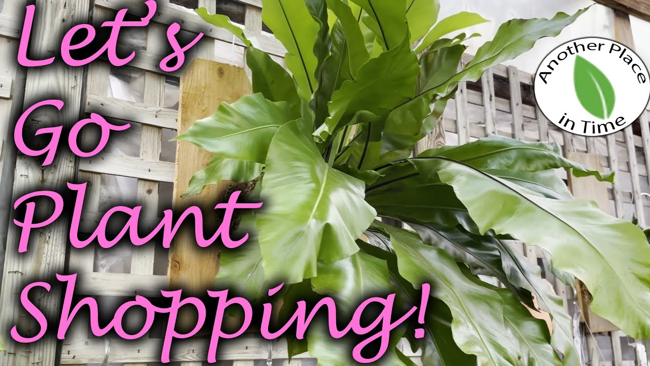 Small Business Plant Shopping | Another Place in Time | Great Plants at Great Prices!